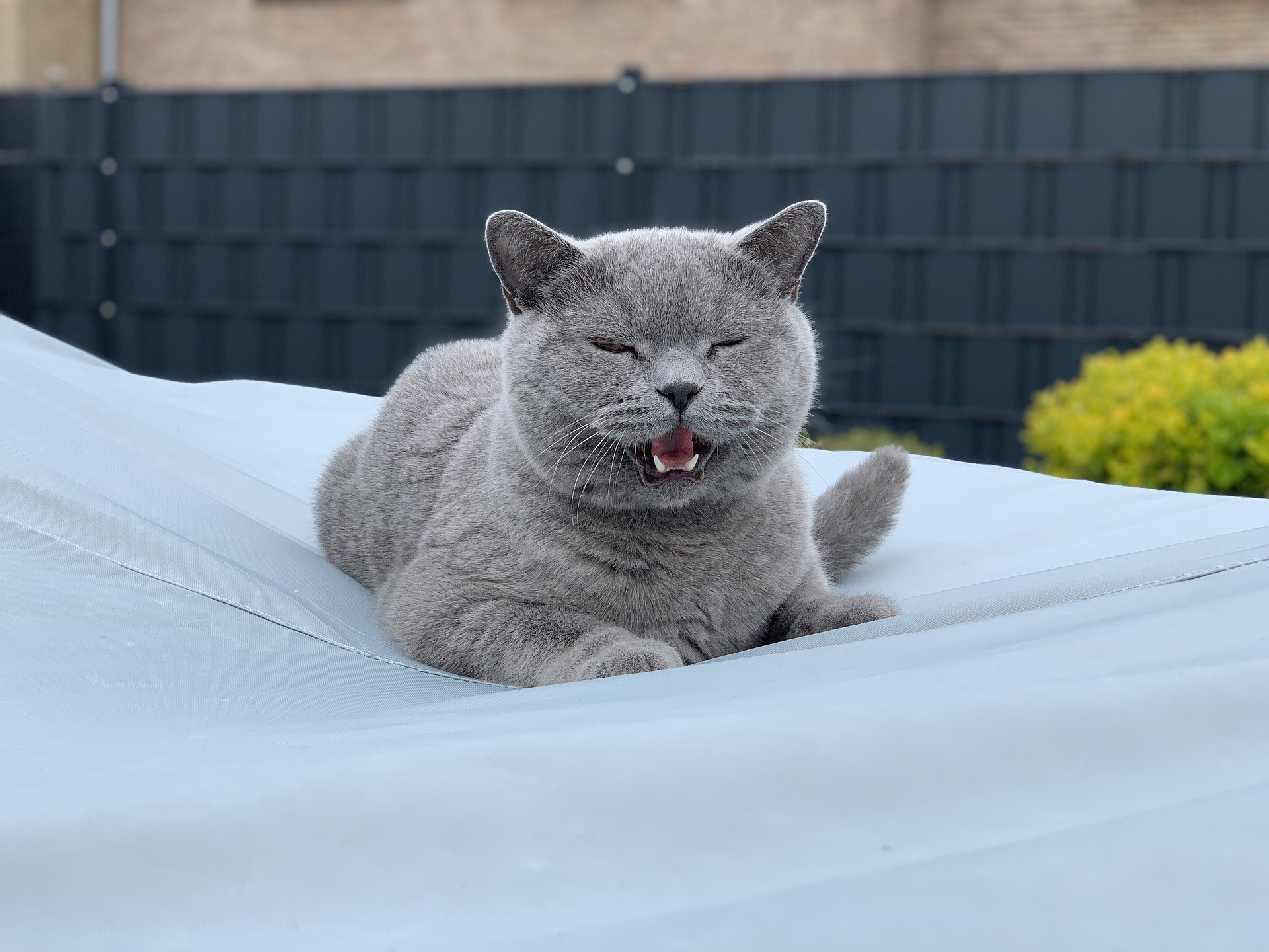 Prečo mačky mňaukajú? Vo väčšine prípadov je mňaukanie mačky formou komunikácie s ľuďmi.