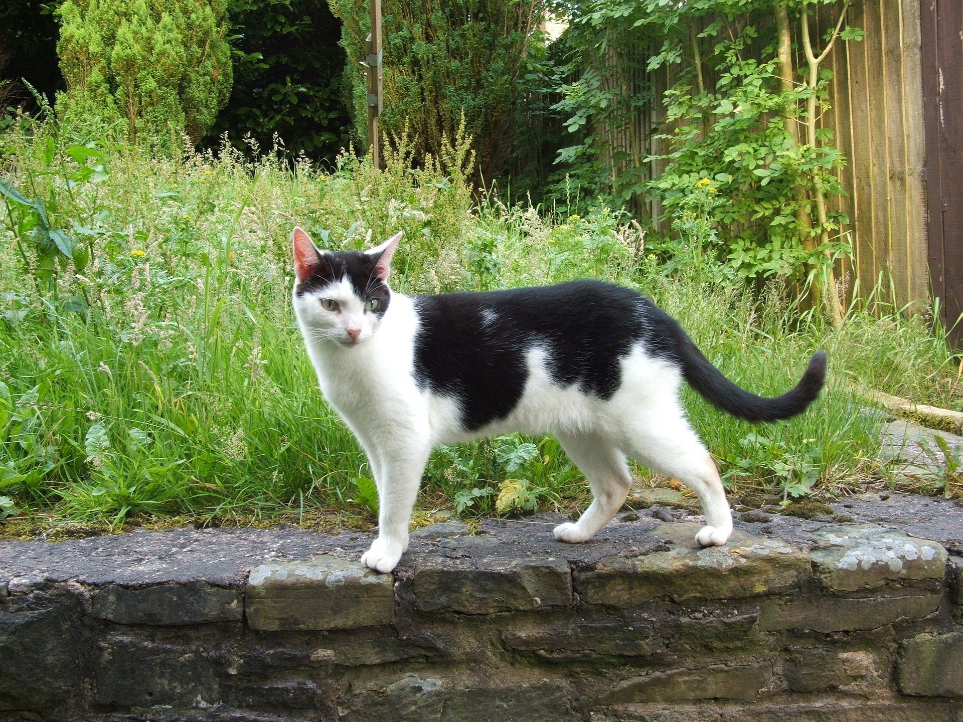 Ako rozpoznať pohlavie mačiatka? Aj keď je táto úloha dosť problematická, dá sa to urobiť s vysokou mierou dôveryhodnosti.