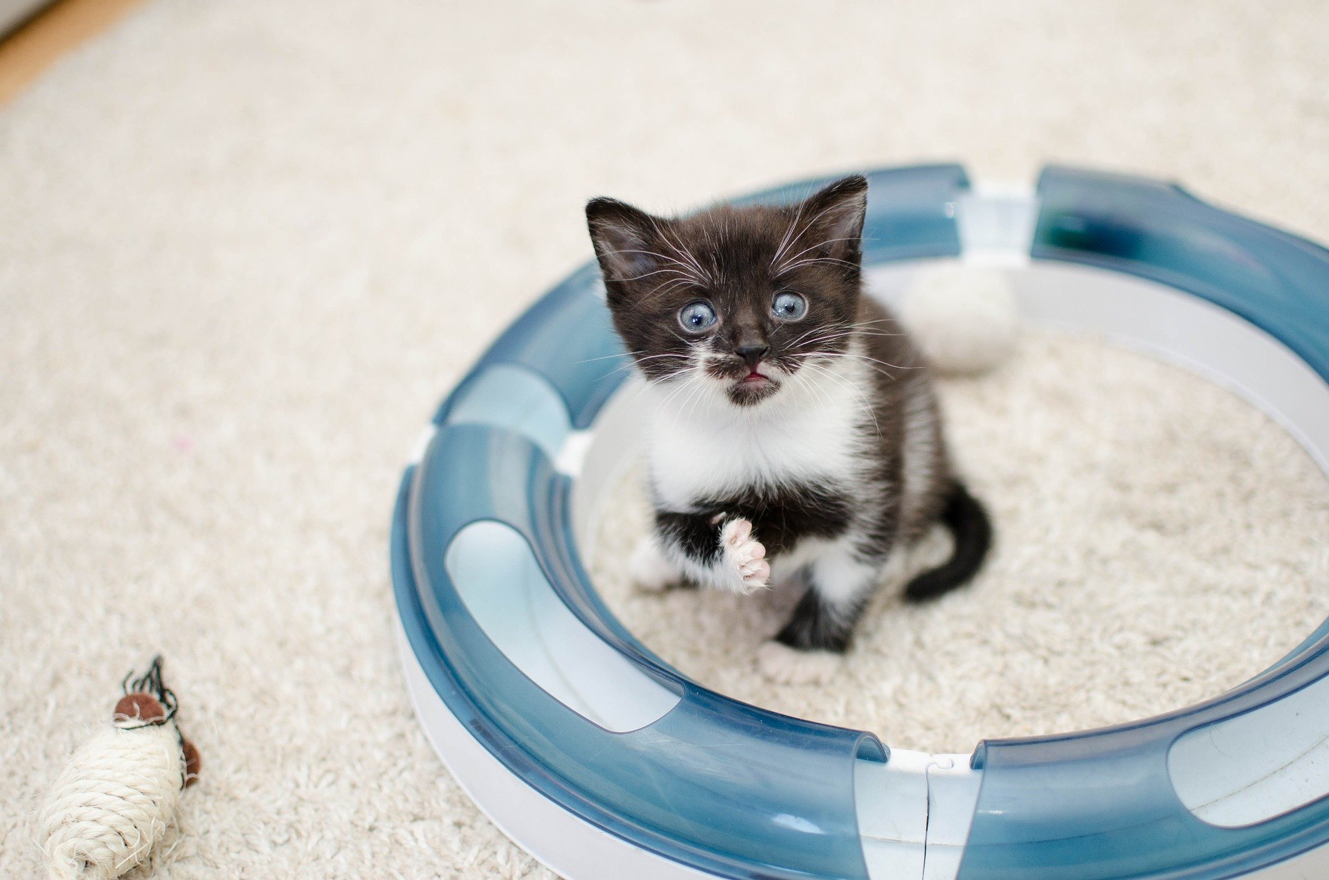 V novom domove musíte mačiatku poskytnúť pokoj a nechať ho zvyknúť si na okolie vlastným tempom.