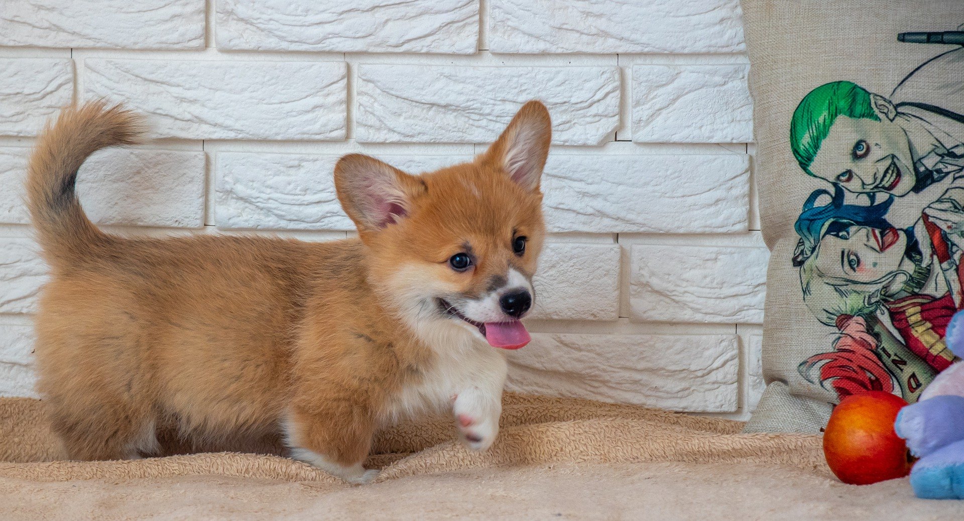 Prvé dni šteniatka v novom domove - ako sa pripraviť?