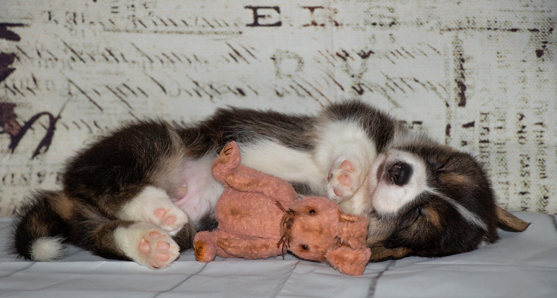 Hračky pre šteniatka by mali stimulovať aktivitu. Musia byť prispôsobené odlišnému chrupu ako u dospelých psov. Čas hrania je zábava.