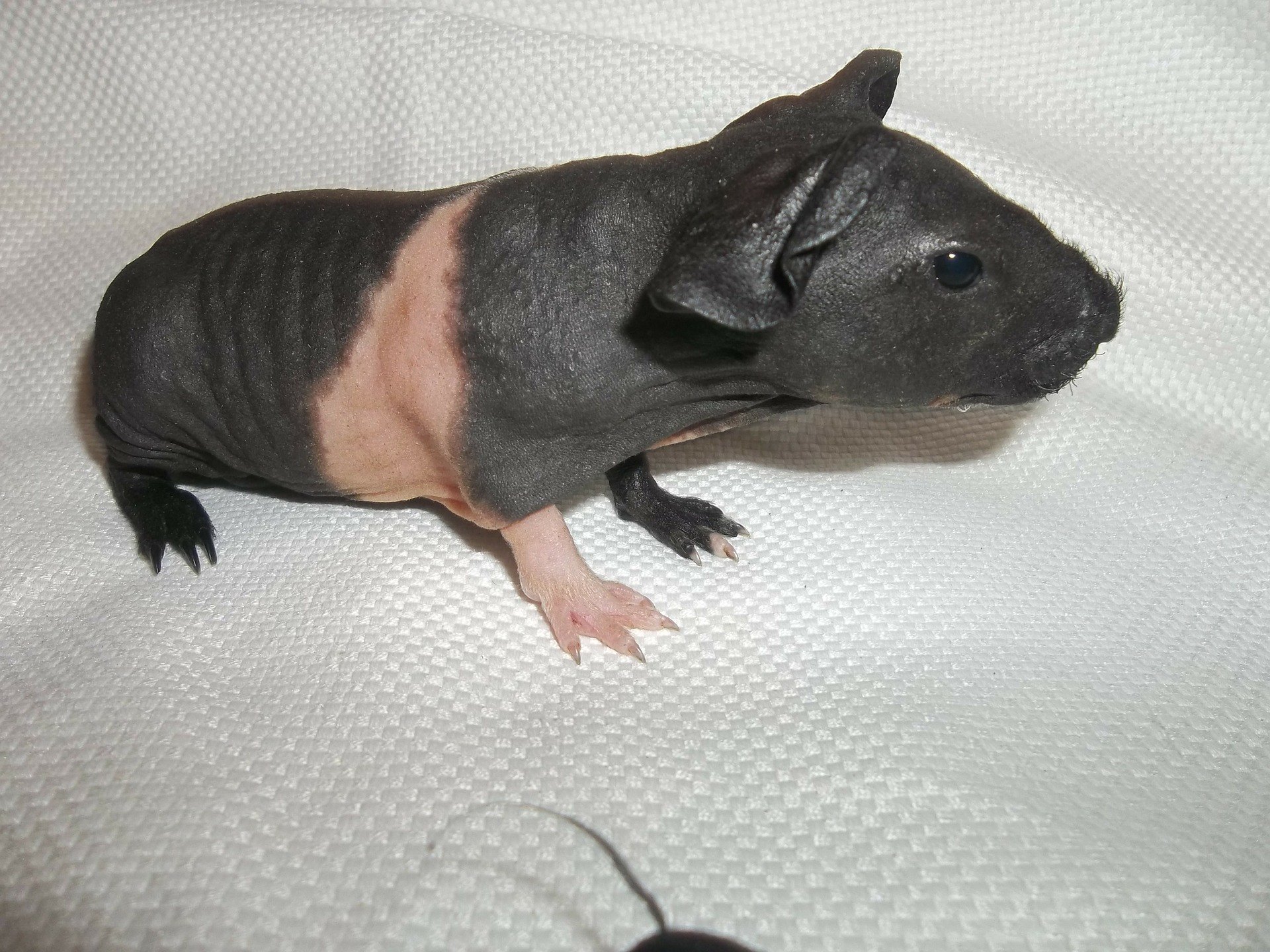 Najdôležitejšie informácie o starostlivosti, výžive a zdraví morčiat Skinny.