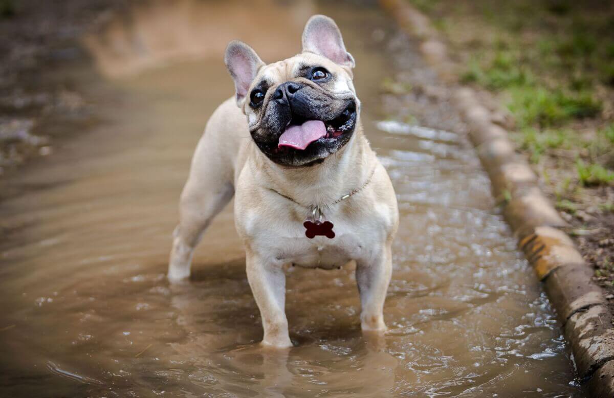 Nerovná chôdza psa alebo ťažkosti s lezením po schodoch môžu signalizovať začiatok choroby kĺbov.