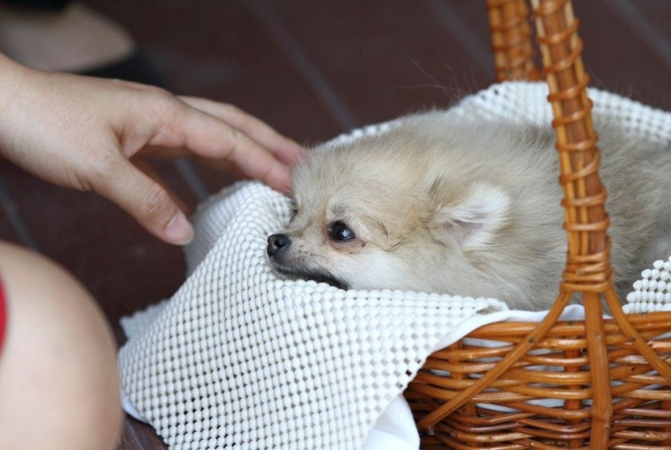 Zhubný nádor u psa, aký je priebeh ochorenia?