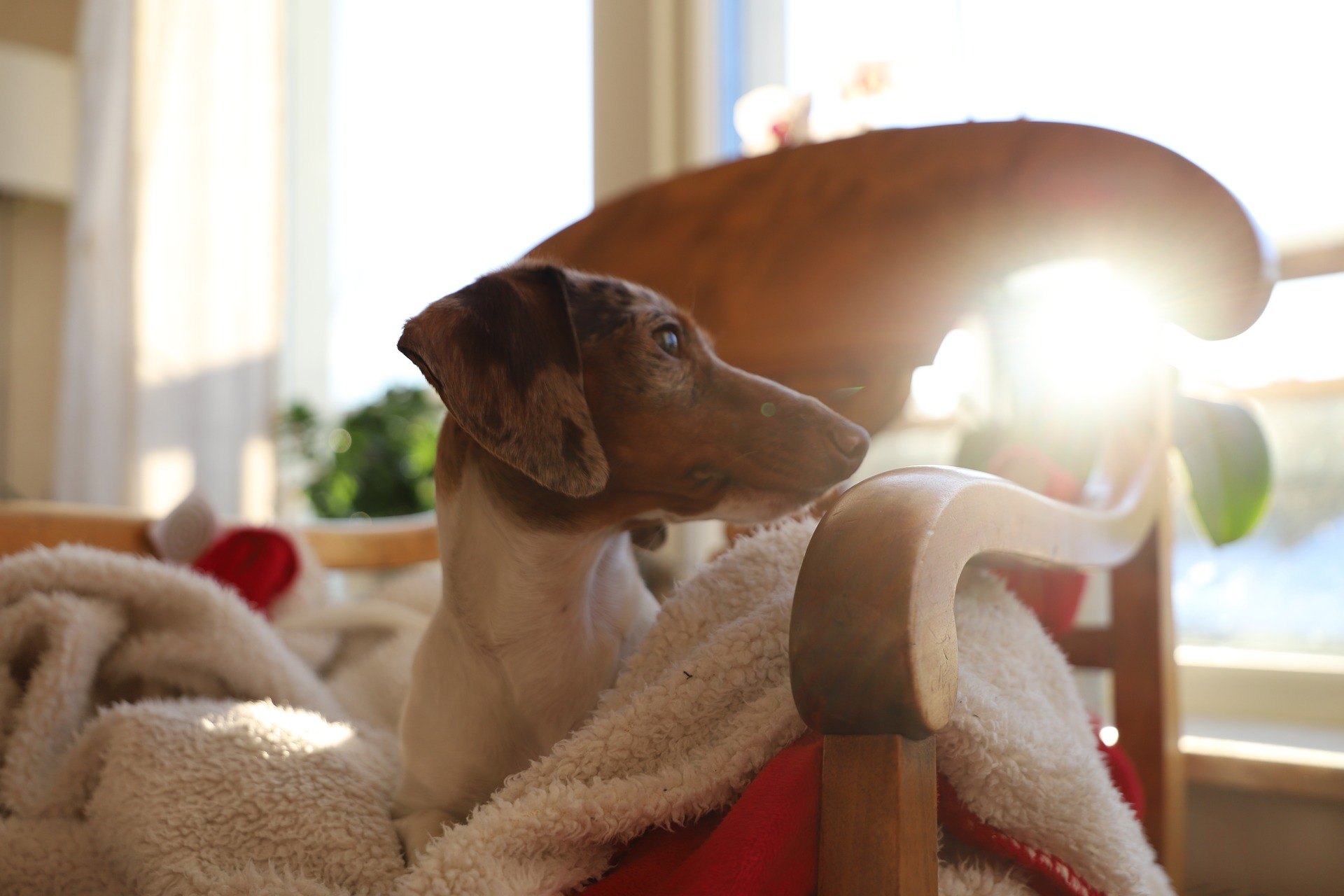 Princíp, podľa ktorého sa vek psa porovnáva s vekom človeka, teda vynásobením každého roku jeho života číslom 7, je veľkým zjednodušením.