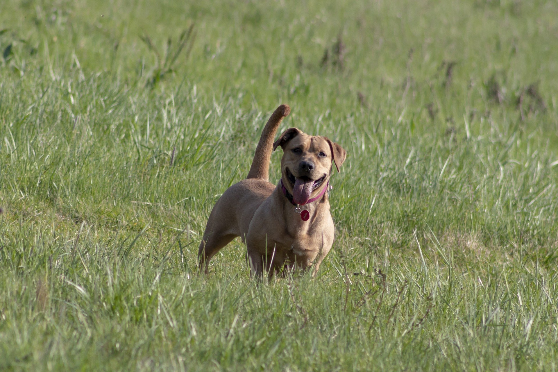 Chorobám kože u psov, najmä tie, ktoré sú spôsobené infekciami a parazitmi, je možné zabrániť náležitou starostlivosťou.