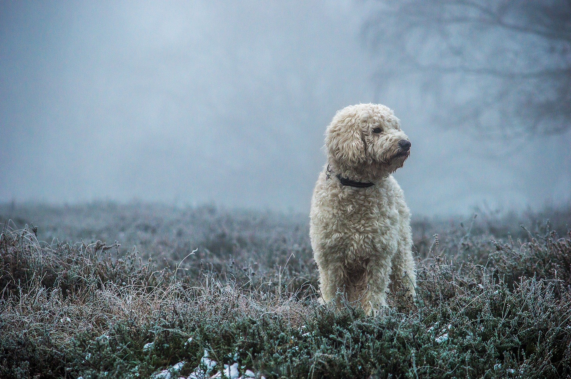Goldendoodle je plemeno, ktoré bolo výsledkom kríženia pudla a zlatého retrievera. Sú to dokonalí rodinní a spoločenskí psi.