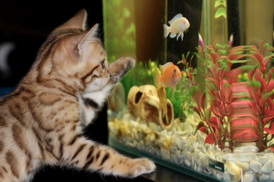Akvárium môže byť dobrou atrakciou aj pre mačky.