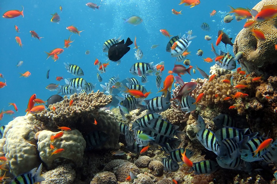 Každý by chcel mať doma svoj kúsok koralového útesu. Pri veľkom množstve práce a času sa dá dosiahnuť podobný efekt.