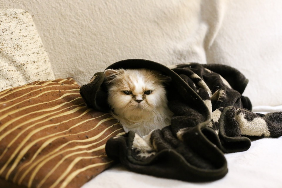 Perzská mačka s havraními očami je zabalený do deky, trčí mu iba hlava.