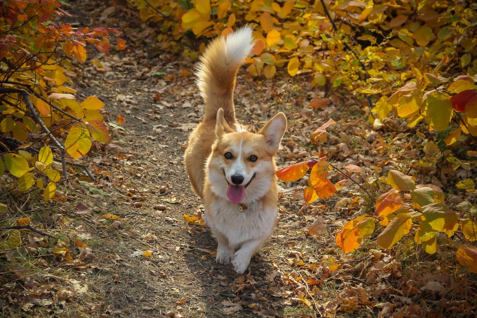 Rudo - pes biely corgi prechádzajúci sa v jesennom lese.