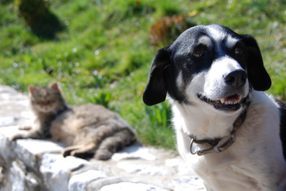 Pes a mačka sedia vedľa seba na múre. Pes sa usmieva.