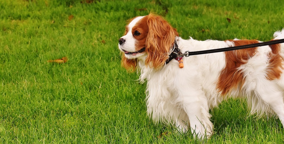 Na tráve stojí biely a červený Cavalier. Vidno celú postavu, pes je pripútaný na vodítku.