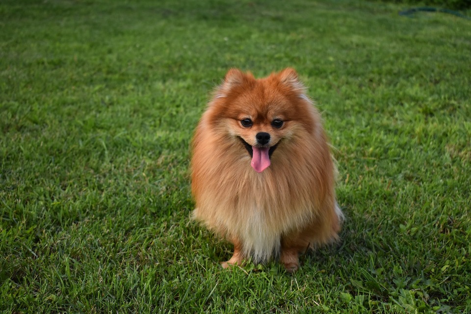 Dospelý miniatúrny špic. Ryšavý pes s charakteristickým úsmevným výrazom na tvári
