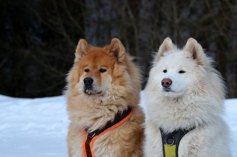 Rôzne farby samojedských psov stojacich vedľa seba - jeden hnedý, druhý biely