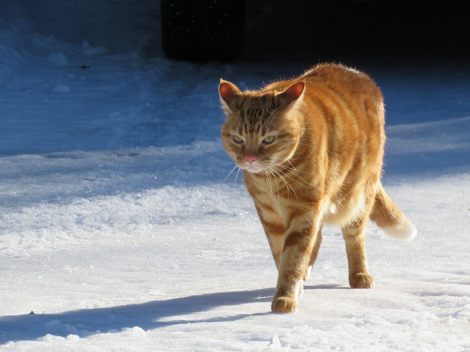 Mačka beží na snehu. Pre bezpečnosť mačky je lepšie nenechať ju ísť von.