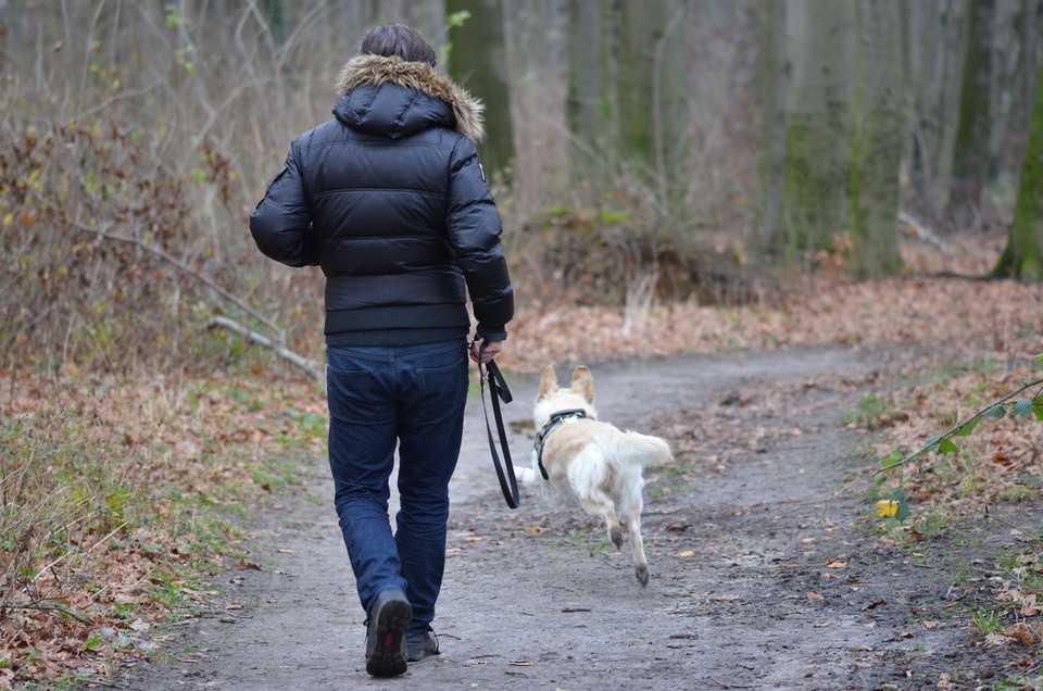 Kvôli vlastnej bezpečnosti a bezpečnosti psa by sme s ním mali vždy chodiť na vodítku. Aj v lese alebo na čistine hrozí nebezpečenstvo. Na zaistenie voľného pohybu psa je možné použiť vodítka s dlhým dosahom.
