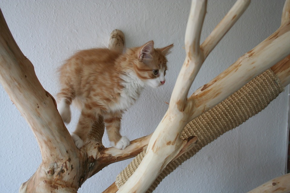 Od raného veku stojí za to zamerať sa na škrabanie mačiek a na to určené povrchy - škrabadlá pre mačky. Môžu byť v prírodnej podobe, to znamená škrabadlá v podobe stromov, ktoré vyzdobia byt.