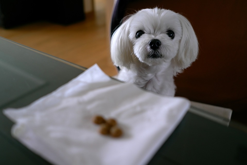 Maltézské psy sprevádzajú svojich strážcov pri všetkých činnostiach, aj počas jedla.