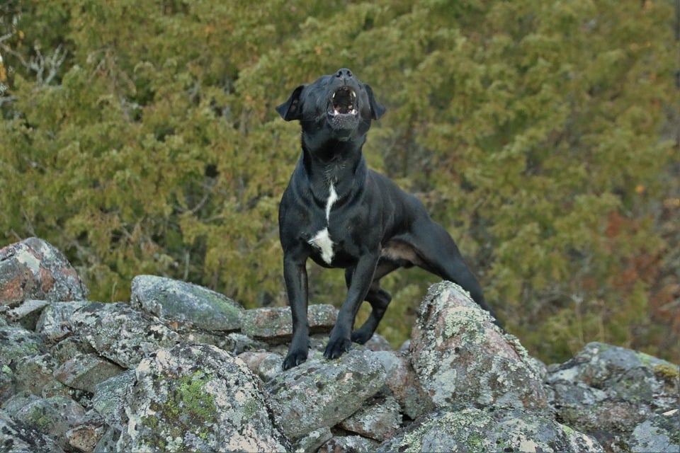 Pes vyje z rôznych dôvodov, ale primárne sa používa na privolanie ďalších členov stáda.