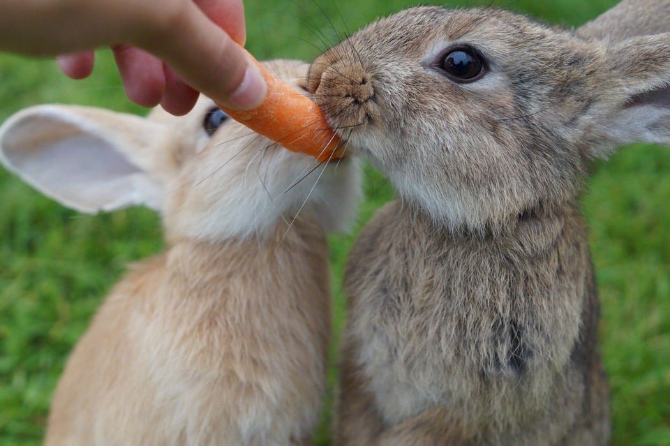 Dva králiky chcú jesť jednu mrkvu. Čerstvá mrkva je u králikov veľmi obľúbená a je dokonalým doplnkom ich jedálnička.