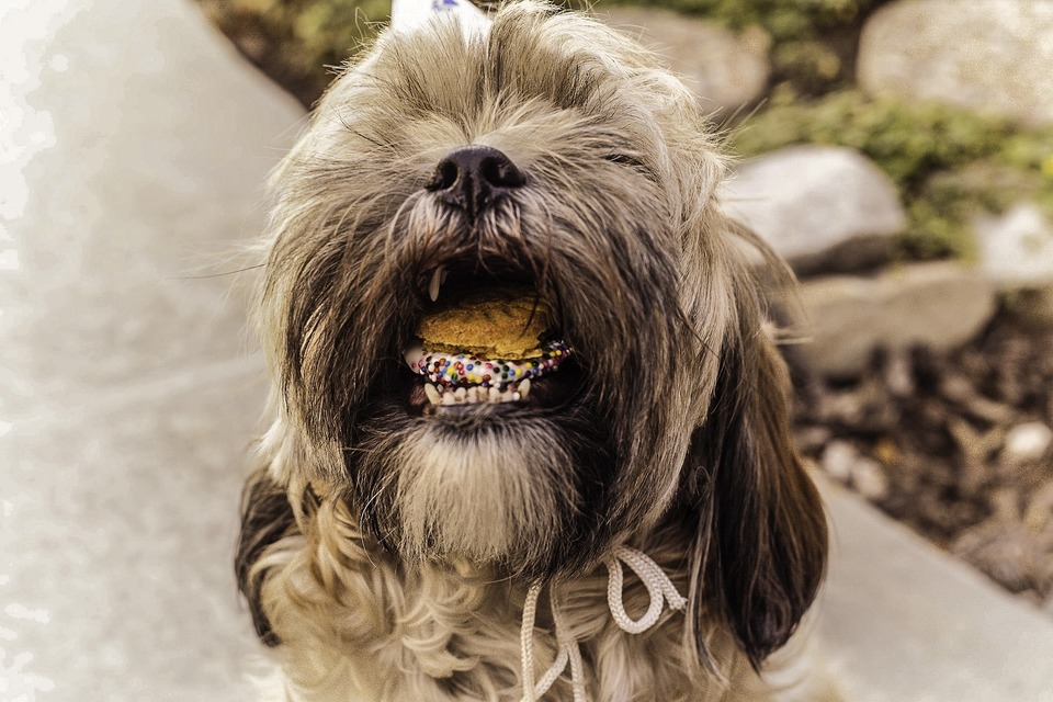 Shih tzu drží v zuboch košíčky. Sladkosti sú pre psy škodlivé a môžu spôsobiť komplikácie s tráviacim systémom