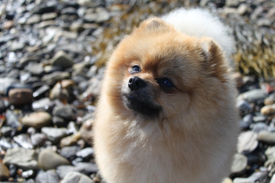 Dospelý Pomeranian krémovej farby hľadí do diaľky. Má úhľadnú, plnú srsť.