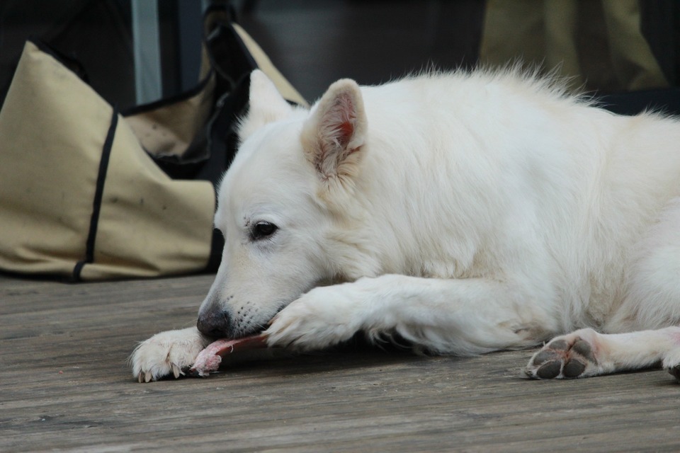 Pes je prispôsobený na konzumáciu surového mäsa. Biely švajčiarsky ovčiak s obľubou papká kúsok mäsa.