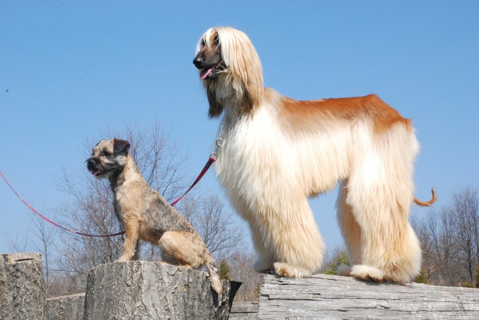 Afganský chrt je typický výstavný pes.