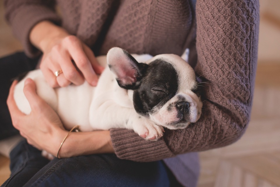 Prvé dni psa v novom byte s novými ľuďmi sú spojené s veľkým stresom, potom by ste si pri výchove psa mali zachovať dvojnásobnú dávku trpezlivosti.