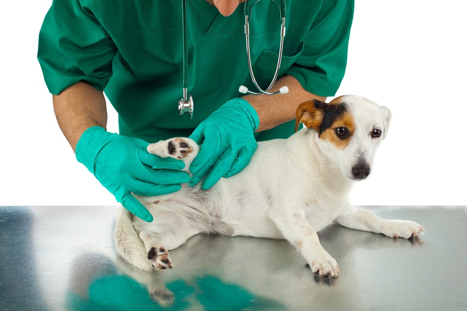 Kastrácia psa je postup vykonaný v úplnej anestézii. Pred vykonaním testu by sa mala vyšetriť krv psa.