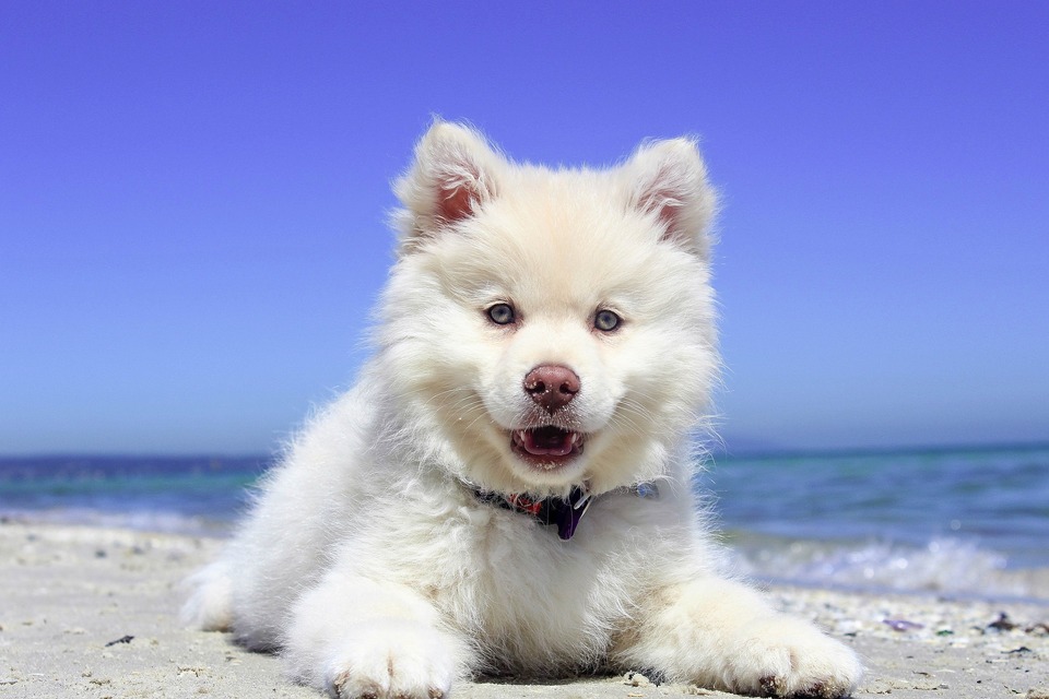 Keď idete so psom na dovolenku, mali by ste ho zaočkovať a zabezpečiť jeho bezpečnú cestu.