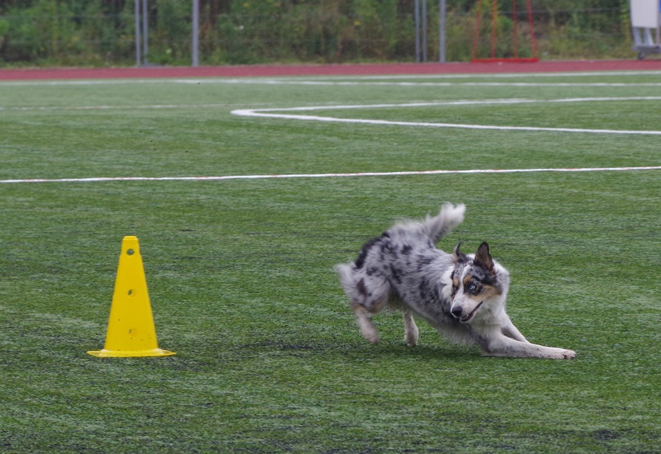 Border kólia vyžaduje veľa fyzickej a duševnej činnosti. Sú ideálne pre všetky športy zahŕňajúce psy.