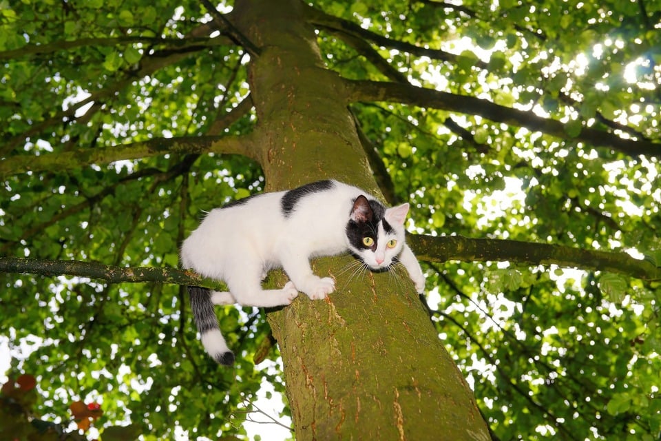 Mačky používajú lezenie na strom aj ako útek pred nebezpečenstvom. Dole zídu, keď sa budú cítiť bezpečne.