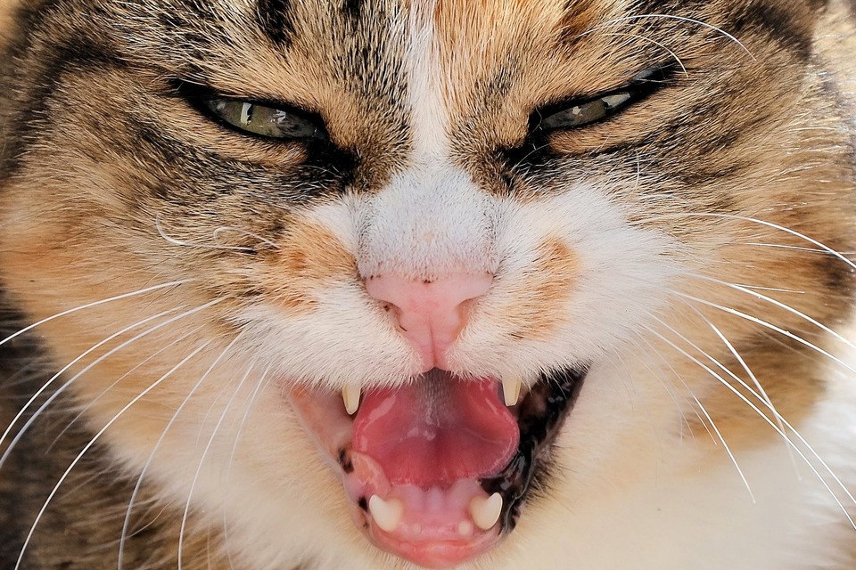Agresivitu mačky môže spôsobovať bolesť, napríklad pri nezistenom ochorení. Je to tiež znak mentálnej malátnosti mačky.