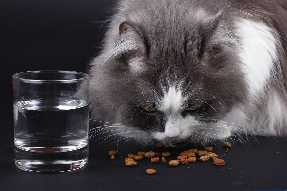 Odporúča sa kŕmiť mačku vlhkým krmivom bez prídavku zŕn. Jedla by malo byť čo najviac, ale cez deň málo. Optimum je 3-4.
