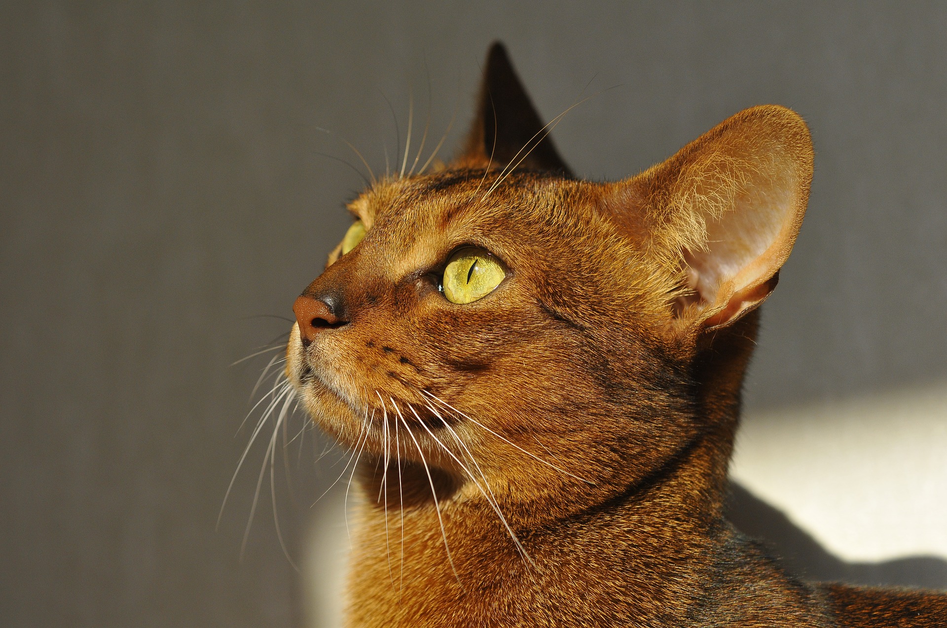 Hlava Abesínkych mačiek je klinovitého tvaru a uši sú posadené ďaleko od seba s charakteristickým miestom na chrbte.