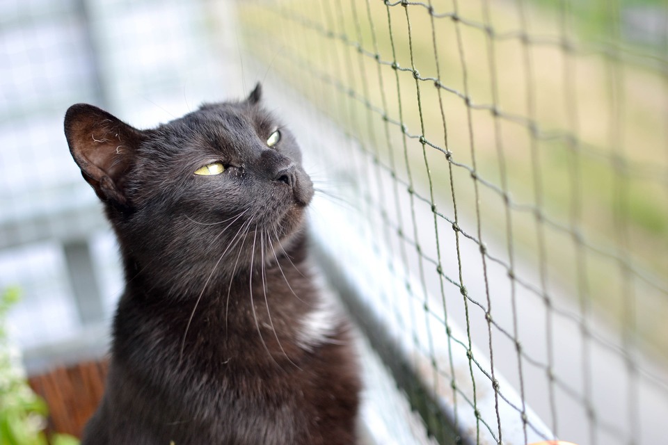 Sieťka na balkón pre mačku môže chrániť jej zdravie a život.