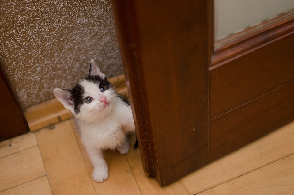 Keď sa mačiatko ocitne na novom mieste, zvyčajne sa bojí. Môže sa skryť za gauč a zostať tam niekoľko hodín, alebo odísť na niekoľko dní, keď nikto nie je nablízku. Nesmie sa vychovávať násilím.