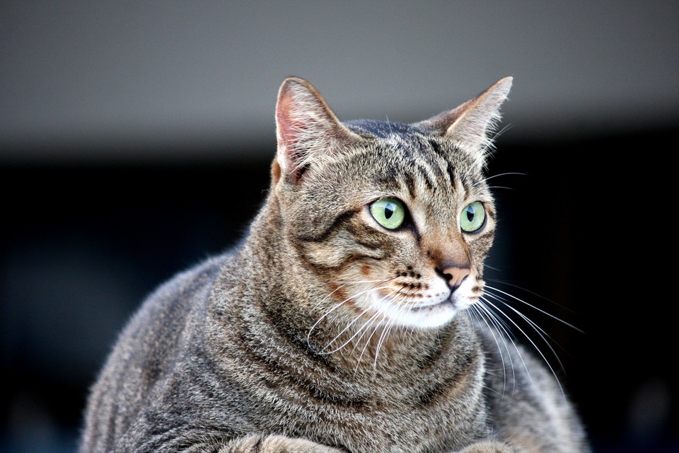 Obezita u mačiek začína, keď sa ich normálna telesná hmotnosť zvýši o 15-20%.