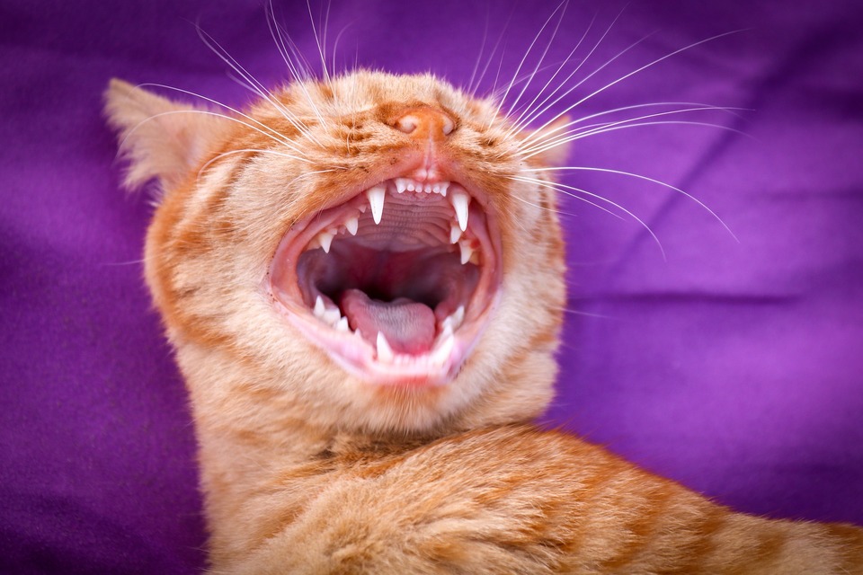 Zápal ďasien u mačiek nemusí spočiatku vykazovať zjavné príznaky. V počiatočných štádiách zvyčajne uvidíte začervenané ďasná okolo zubov vašej mačky.