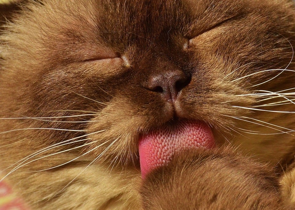 Jazyk mačky má drsné výčnelky, vďaka čomu je mačka úplne dobrá v udržiavaní hygieny a česaní srsti.