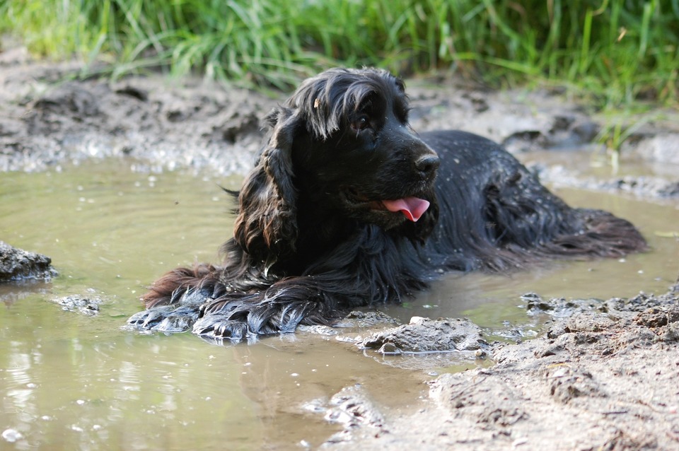 Kožné ochorenia u psov môžu byť bakteriálne, parazitárne alebo v dôsledku zanedbania - nedostatočného kúpania alebo čistenia kefkou.