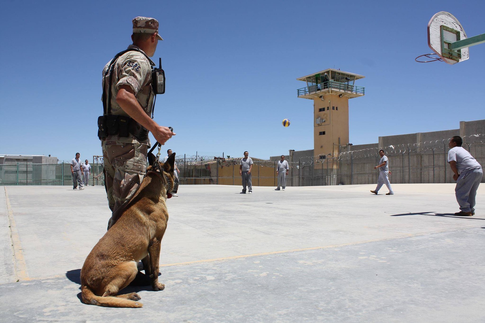 Policajné alebo záchranné psy fungujú iba obmedzený čas. Po skončení služby zvyčajne zostávajú u svojich opatrovníkov.