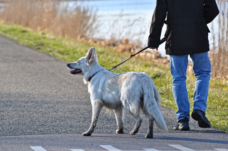 Jednou z príčin zvracania psa po prechádzke je konzumácia vecí nájdených na ulici alebo v tráve. Toto nesmiete dovoliť svojmu psovi. Vhodný výcvik a nakoniec aj náhubok pomôžu minimalizovať takéto situácie.