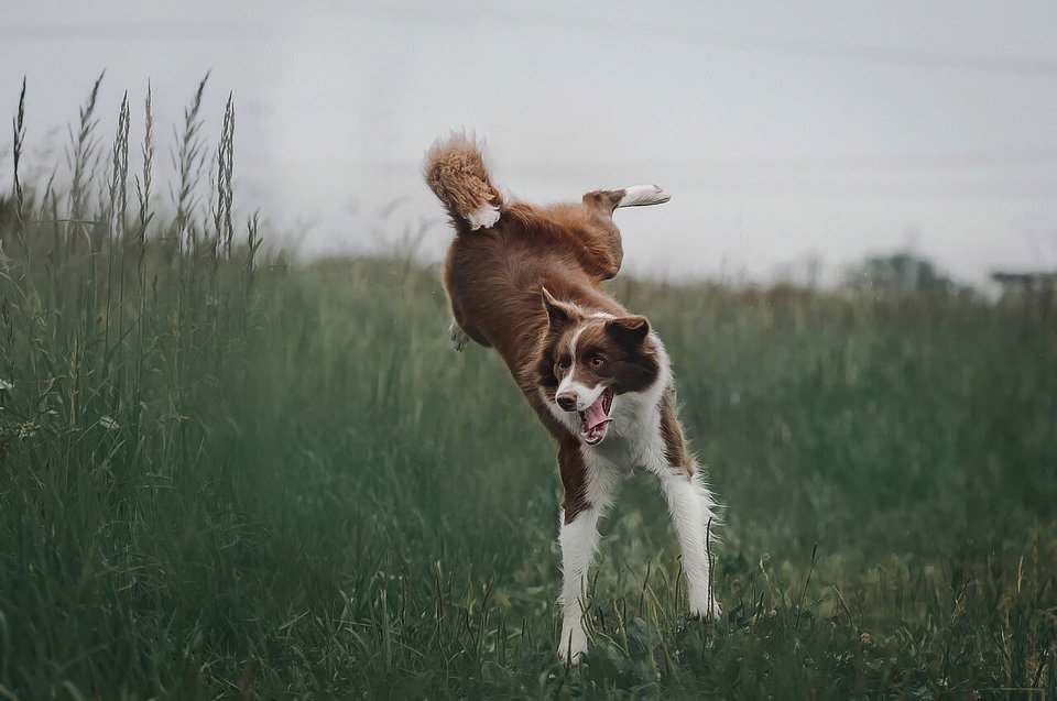 Výskyt artritídy u psov nemožno úplne vylúčiť, ale riziko je možné minimalizovať, napríklad správnou výživou a aktivitou podľa veku a schopností psa.