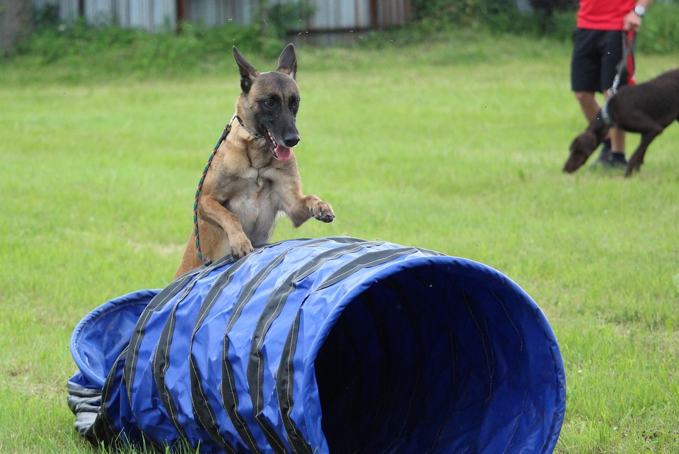 Psy, ktoré dosahujú vysokú úroveň kondície na ihriskách a dobre zvládajú prekážky, môžu byť dobrými kandidátmi na súťaže v agility.