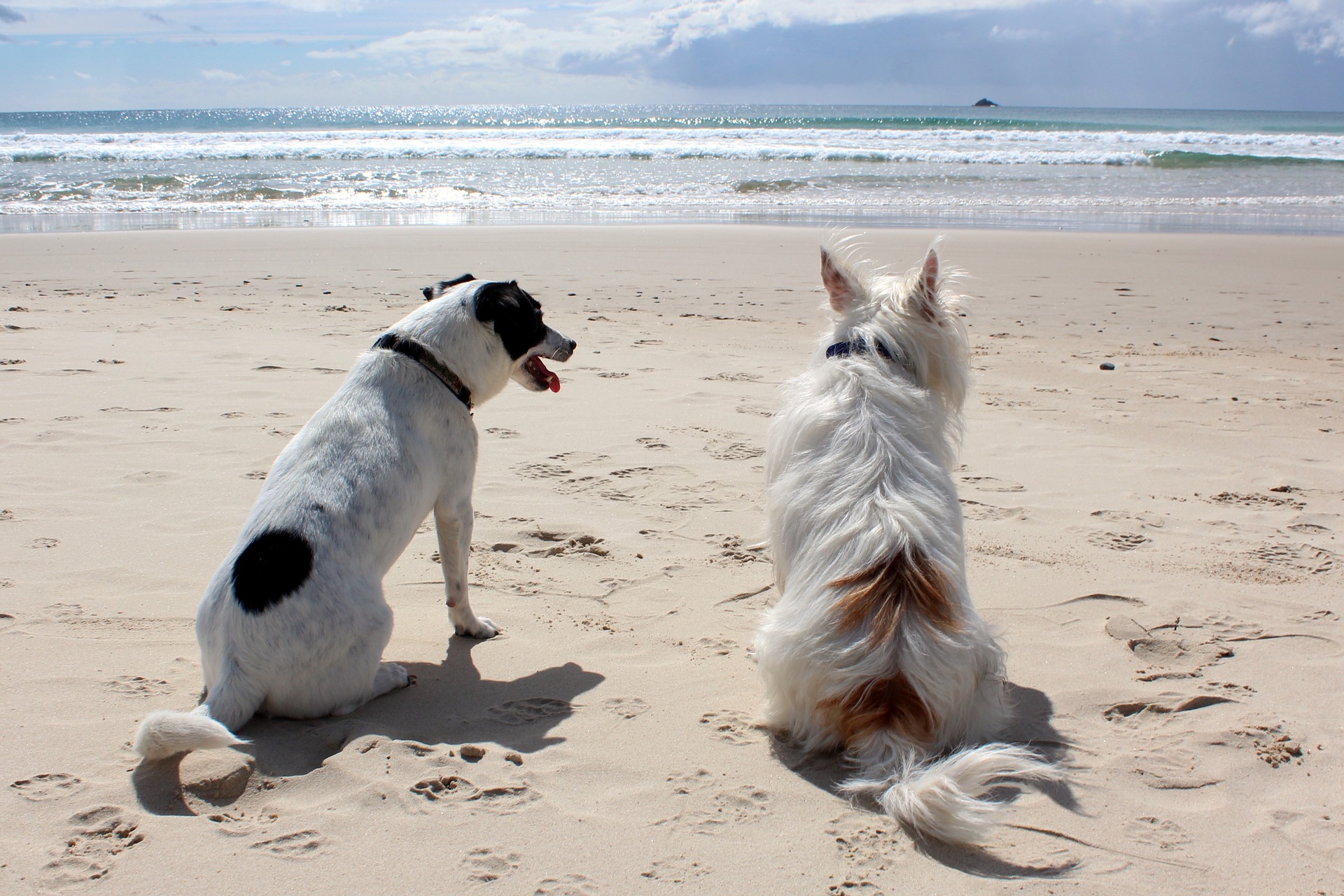 Pri pobyte so psom na pláži buďte obzvlášť opatrní, vždy majte vodítko a náhubok. Dávajte pozor na ostatných a nedovoľte, aby sa váš pes hral alebo kopal v ich blízkosti.