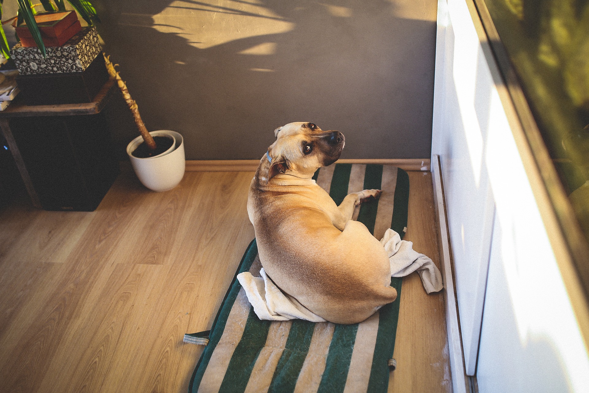 Pri boji proti obezite u psov vám pomôže veterinár.