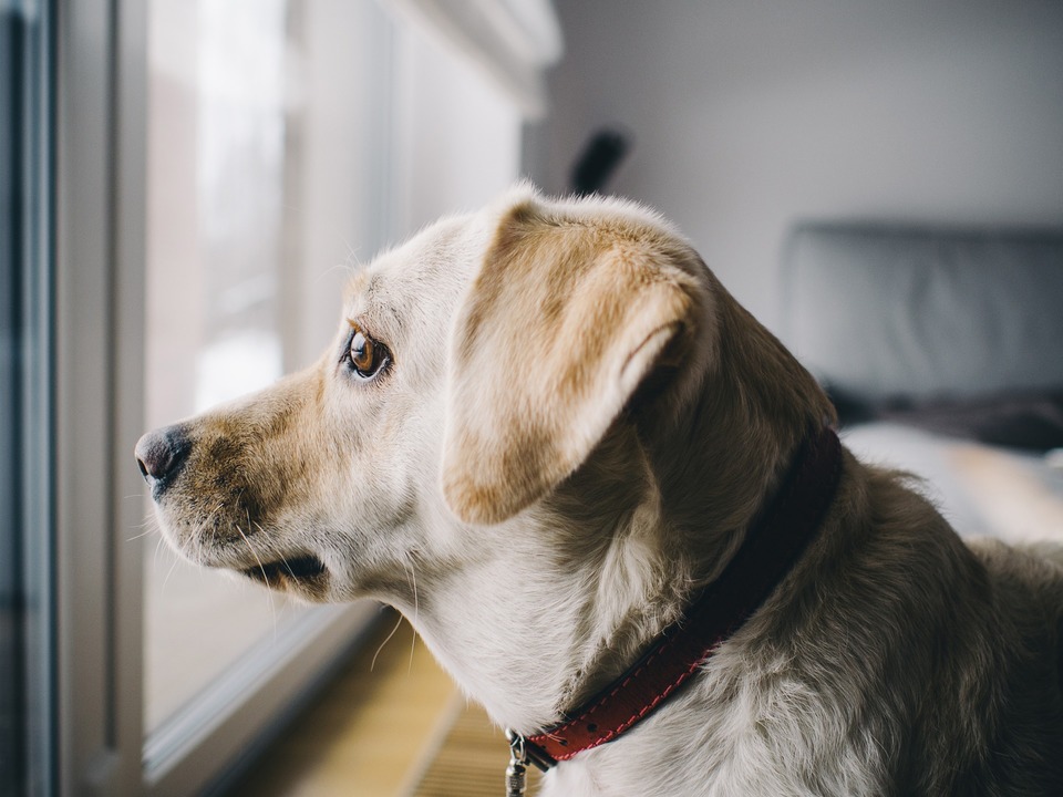 Separačná úzkosť najčastejšie postihuje psy po dosiahnutí puberty. Mali by ste naučiť svojho psa odísť z domu sám.